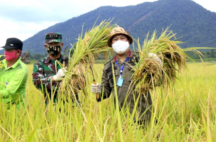 PANEN RAYA KONUT KECAMATAN OHEO