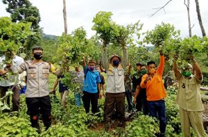 H. Ruksamin Bersama Kapolres Konut Panen Raya Nilam di Desa Asemi Nunulai