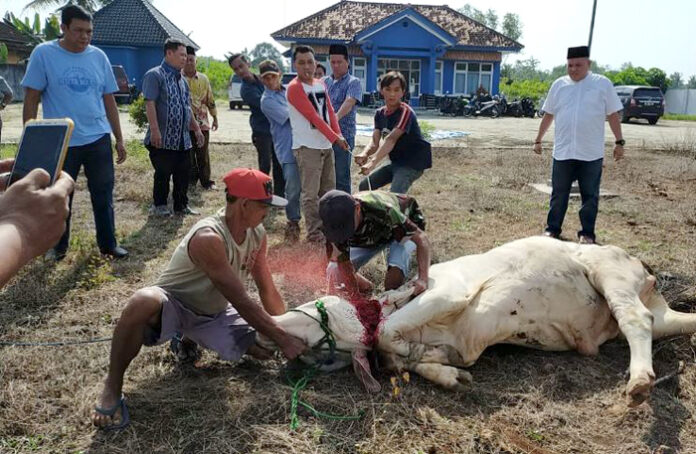 Daging Sapi Qurban PWI lamtim