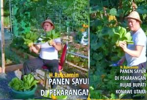 Inovasi Bupati Konut Manfaatkan Pekarangan Rujab Menjadi Kebun