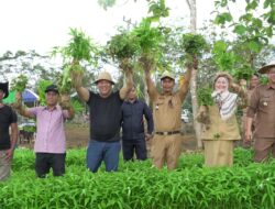 Program PPKP di Desa Lahimbua Sukses, Panen Perdana Digelar