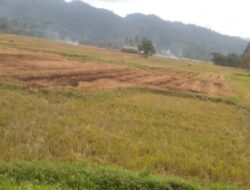 Penebangan Liar di Ulu Mowewe Akibatkan Petani Sawah Merugi