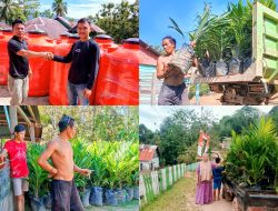 Kades Walalindu Bagikan Ribuan Bibit Kelapa Sawit kepada Warganya