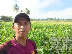 H.Ruksamin,Konut terbukti Menjadi Senteral komoditi Jagung di sektor Pertanian Sulawesi tenggara
