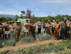 Bupati bersama Wabup Konut Panen Raya Bawang Merah di Tetewatu