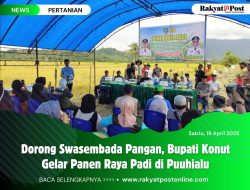 Dorong Swasembada Pangan, Bupati Konut Gelar Panen Raya Padi di Puuhialu