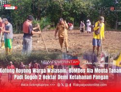 Gotong Royong Warga Walasolo, BUMDes Ala Meuta Tanam Padi Gogoh 2 Hektar Demi Ketahanan Pangan