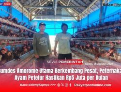 Bumdes Amorome Utama Berkembang Pesat, Peternakan Ayam Petelur Hasilkan Rp5 Juta per Bulan